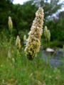 Thumbnail for version as of 05:23, 8 July 2007