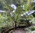 Thumbnail for version as of 18:21, 29 November 2007