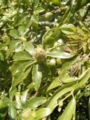 Flower bud