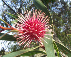 Hakea laurina (Pincushion Hakea)
