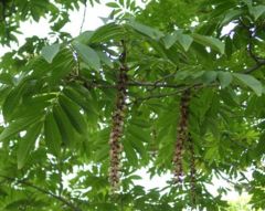 Japanese Wingnut (Pterocarya rhoifolia)