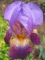 Iris Flowers have distinct tepals (perianth segments) and parts into three.