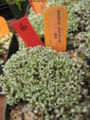 Raoulia australis