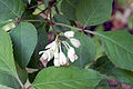 Thumbnail for version as of 09:23, 29 April 2025