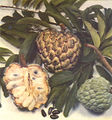 Thumbnail for version as of 14:35, 10 November 2007
