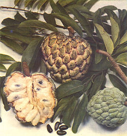 Sugar-apple fruit