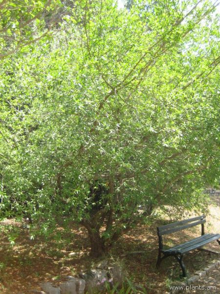 File:Terminalia australis-IMG 2938 lokrun.jpg