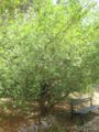 terminalia australis