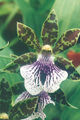 Thumbnail for version as of 11:15, 10 July 2007