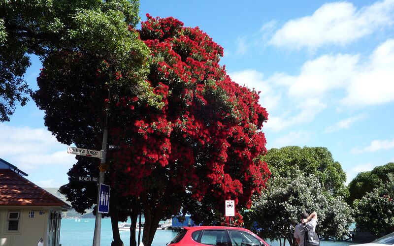 File:1024px-Akaroa Pohutukawa.jpg