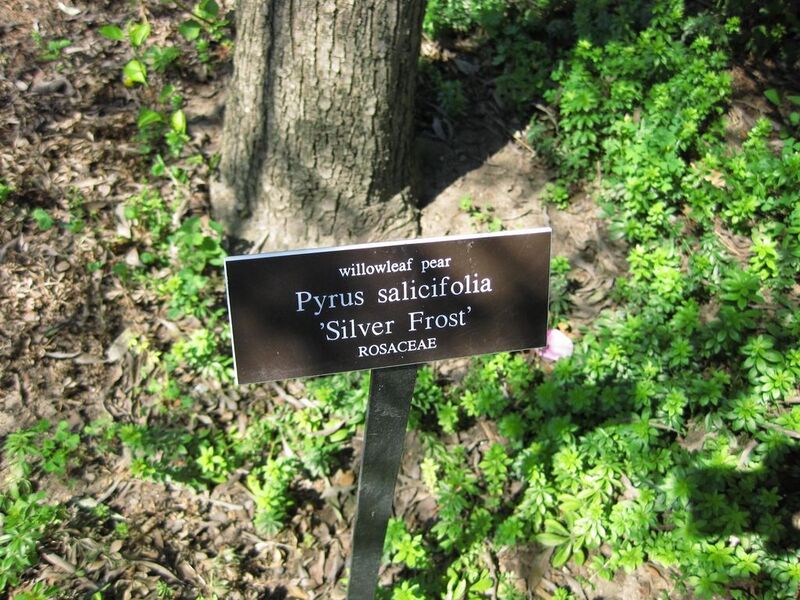 File:1024px-IMG 0329 nybg09.jpg
