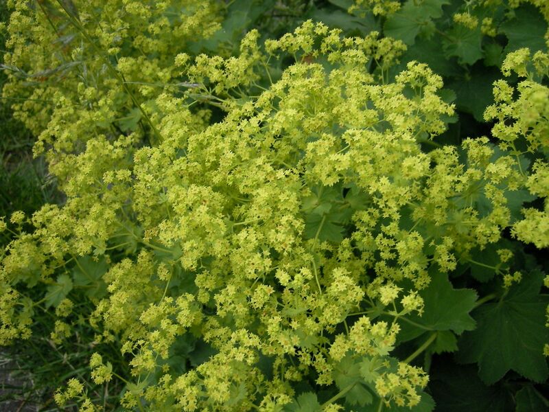 File:1280px-Alchemilla055.jpg