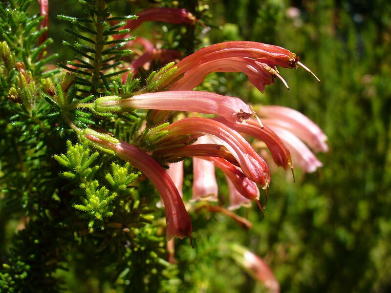 File:1280px-Erica glandulosa flowers 1.jpg