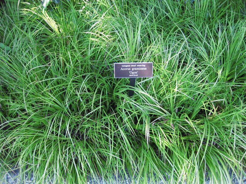 File:1280px-IMG 0301 nybg09.jpg