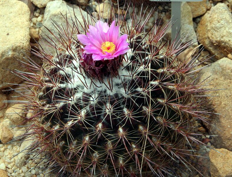 File:1280px-Thelocactus conothelos 01.jpg