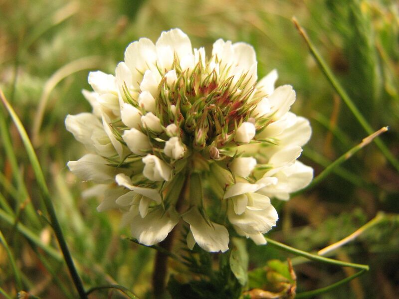 File:1280px-Trifolium repens2.jpg