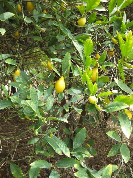 File:576px-IMG 4976 hunt0904.jpg