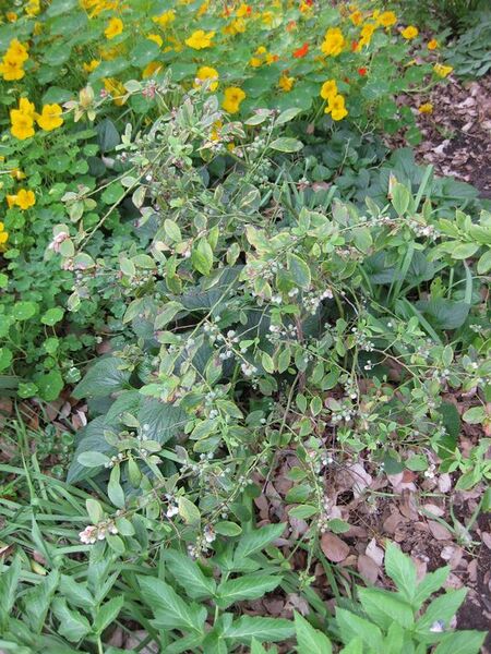 File:576px-IMG 5359 hunt0904.jpg