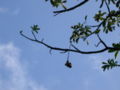 Leaves and fruit of Adansonia digitata