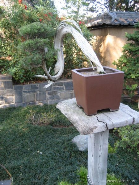 File:Bonsai-IMG 0735 hunt07.jpg