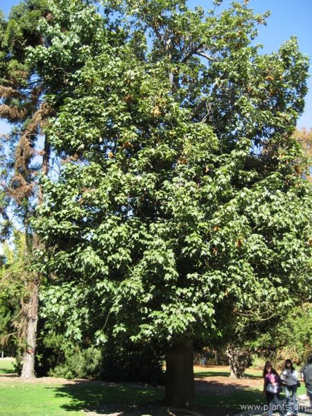 File:Brachychiton discolor-queensland lacebark-IMG 0602 hunt07.jpg