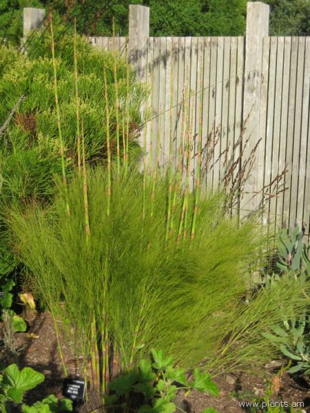 File:Cannomois virgata-bell reed-IMG 7534 sfbg0308.jpg