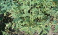 Habitus and Fruits