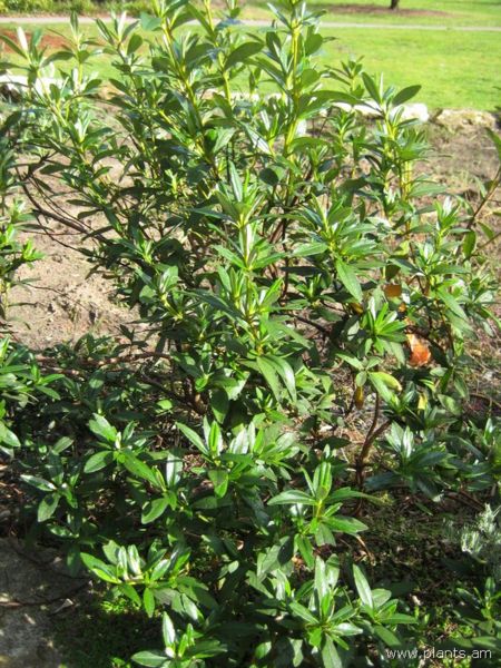 File:Cistus palhinhae-red spot-IMG 7284 sfbg0308.jpg