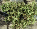 Thumbnail for version as of 18:29, 3 January 2009