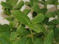 Thumbnail for version as of 15:09, 29 April 2007