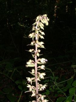 Broad-leaved Helleborine (Epipactis helleborine)