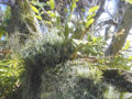 Thumbnail for version as of 11:43, 12 June 2007