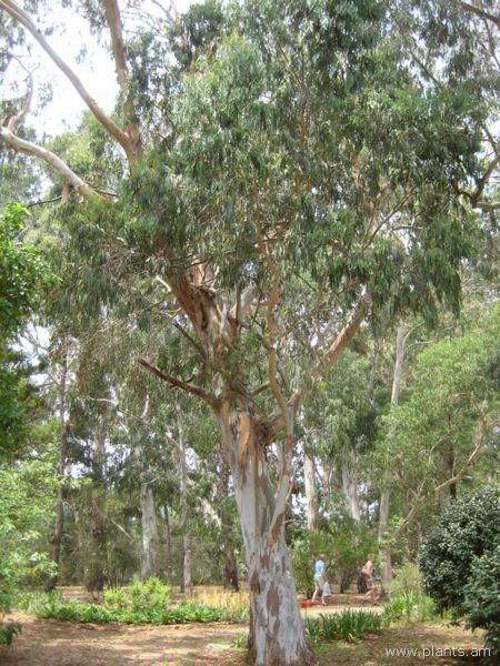 File:Eucalyptus scoparia-IMG 3183 lokrun.jpg