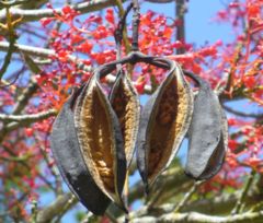 Fruit pod