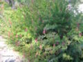 Grevillea thelemanniana