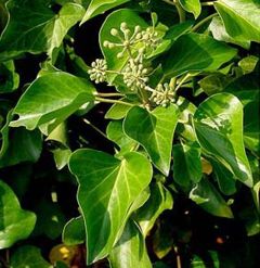 Hedera hibernica shoot with flower buds