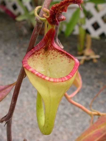 File:Nepenthes eymae upper.jpg