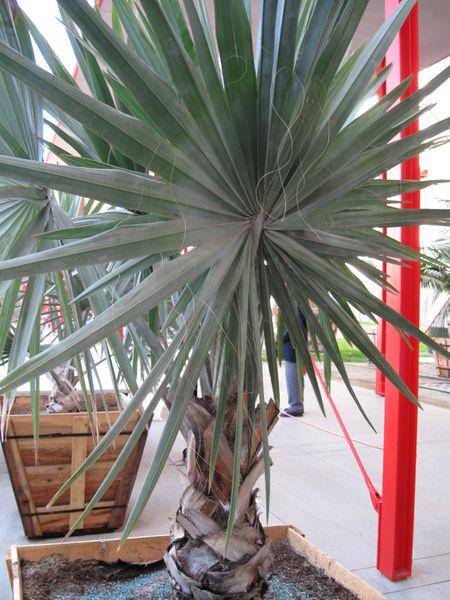 File:Palm-81-Bismarckia nobilis.jpg