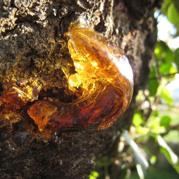 File:Plant sap.jpg
