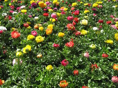 Ranunculus