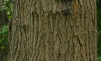 The bark of the Red mulberry tree