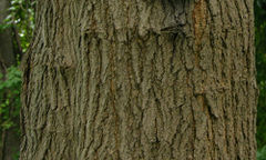 The bark of the Red mulberry tree