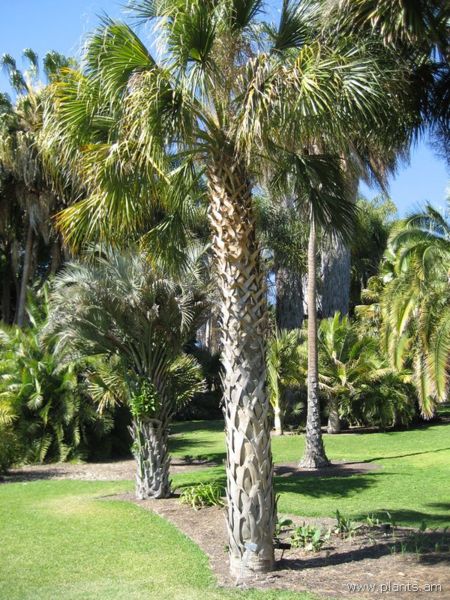 File:Sabal-IMG 0533 hunt07.jpg