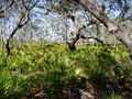Thumbnail for version as of 16:37, 26 October 2007