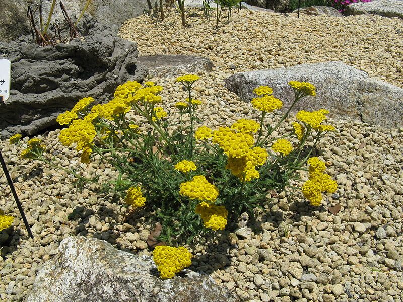File:1024px-Achillea tomentosa1.jpg