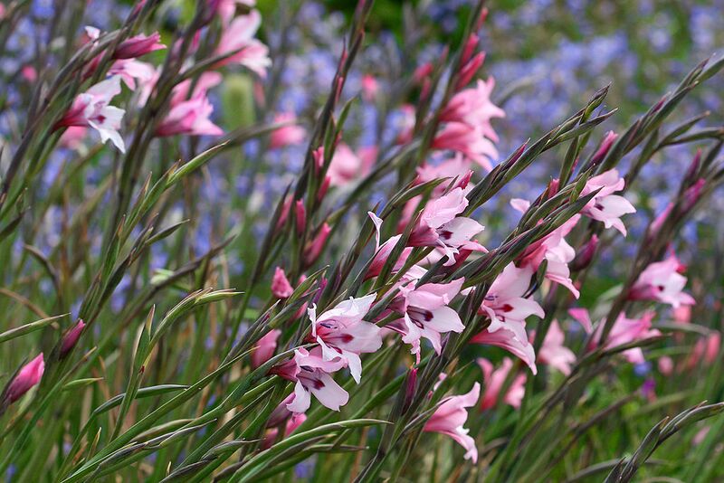 File:1024px-Gladiolus carneus.jpg