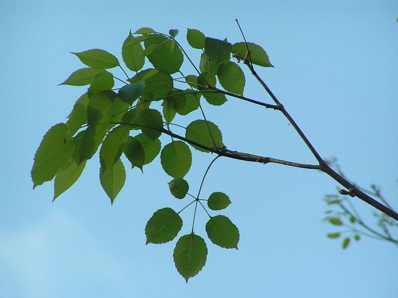 File:1024px-Tabebuia impetiginosa hojas.jpeg