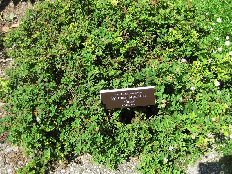 File:1280px-IMG 0276 nybg09.jpg