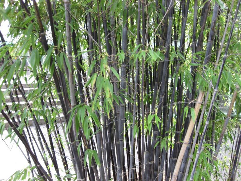 File:1280px-IMG 0857 bbg09.jpg