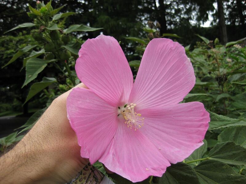 File:1280px-IMG 1341 bbg09.jpg